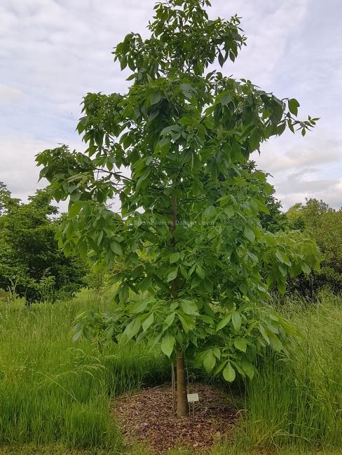 Carya ovata