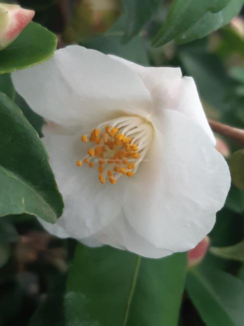 Camellia 'Quintessence'