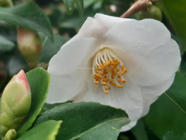 Camellia 'Quintessence'
