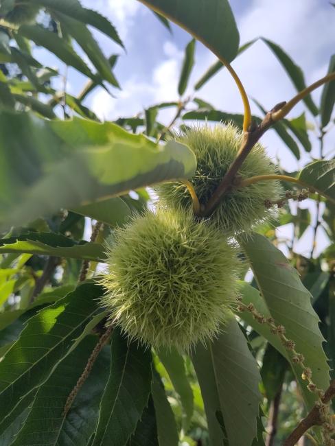 Castanea sativa 'Bouche de Betizac'