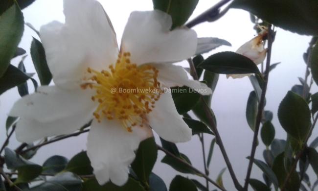 Camellia sasanqua 'Hino De Gumo'