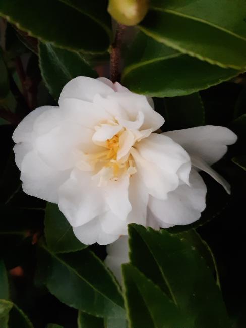 Camellia sasanqua 'Hina Yuki'