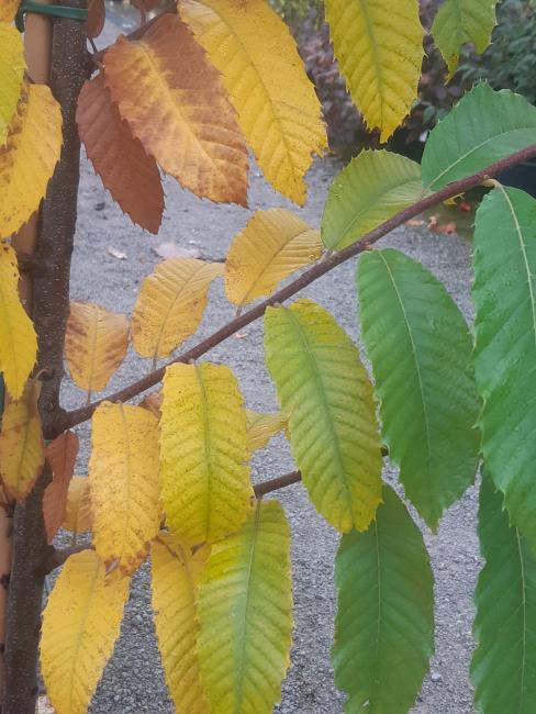 Castanea sativa 'Marigoule'