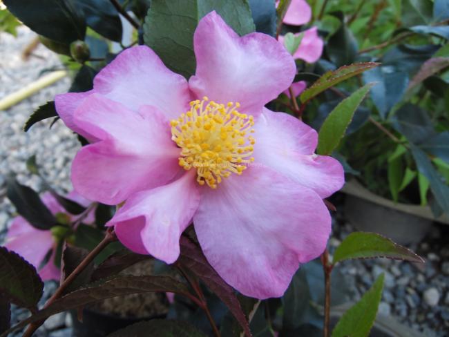 Camellia sasanqua 'Maiden's Blush'