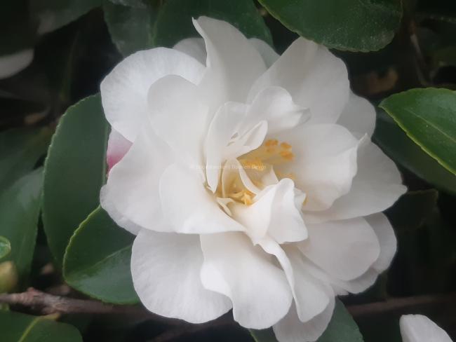 Camellia sasanqua 'Mine-no-Yuki'