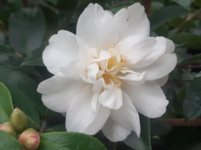 Camellia sasanqua 'Mine-no-Yuki' (='White Doves')