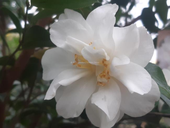 Camellia sasanqua 'Mine-no-Yuki'