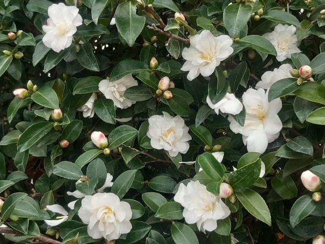 Camellia sasanqua 'Mine-no-Yuki' (='White Doves')