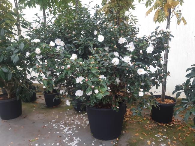 Camellia sasanqua 'Mine-no-Yuki' (='White Doves')