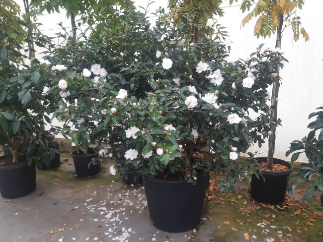 Camellia sasanqua 'Mine-no-Yuki'