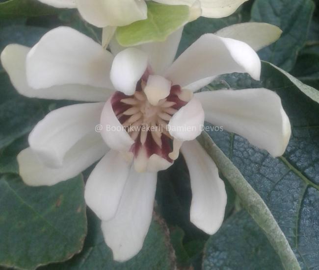 Calycanthus 'Venus'