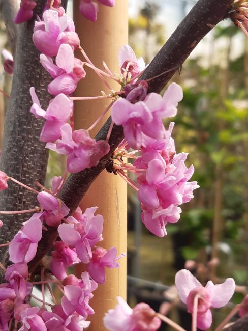 Cercis canadensis 'Alley Cat'