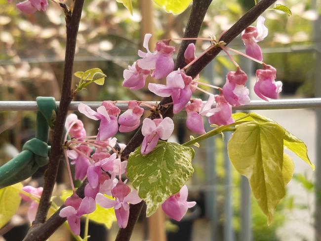 Cercis canadensis 'Alley Cat'