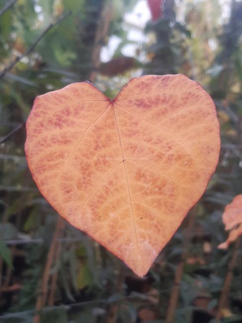 Cercis canadensis 'Merlot'