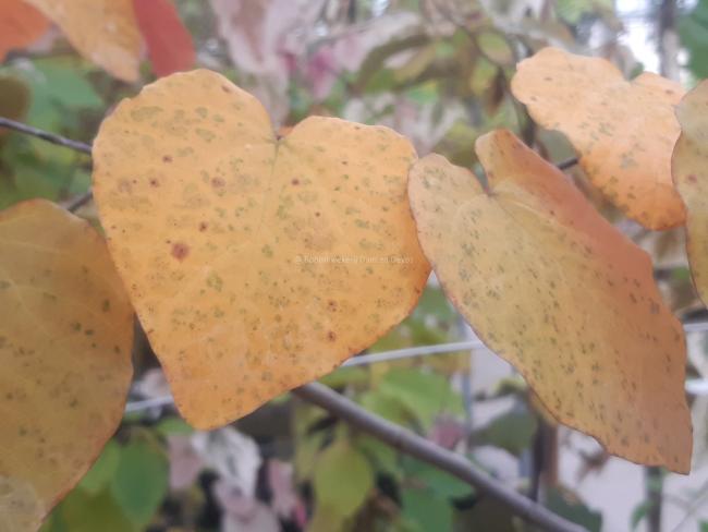 Cercis canadensis 'Merlot'