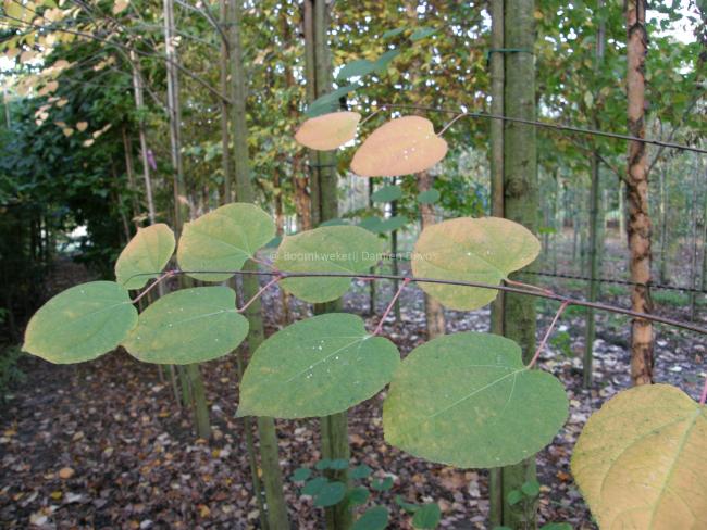 Cercidiphyllum japonicum