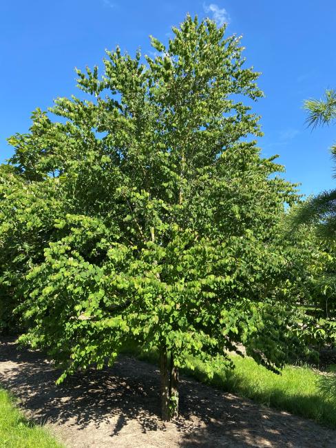 Cercidiphyllum japonicum