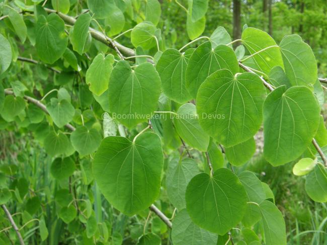 Cercidiphyllum japonicum 'Pendulum'