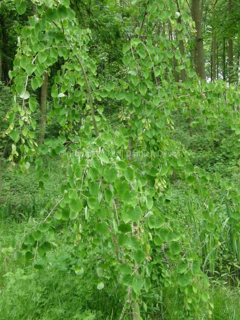 Cercidiphyllum japonicum 'Pendulum'