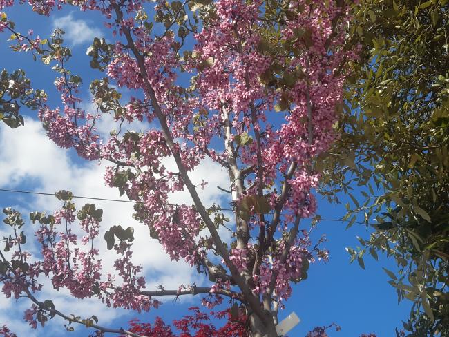 Cercis siliquastrum