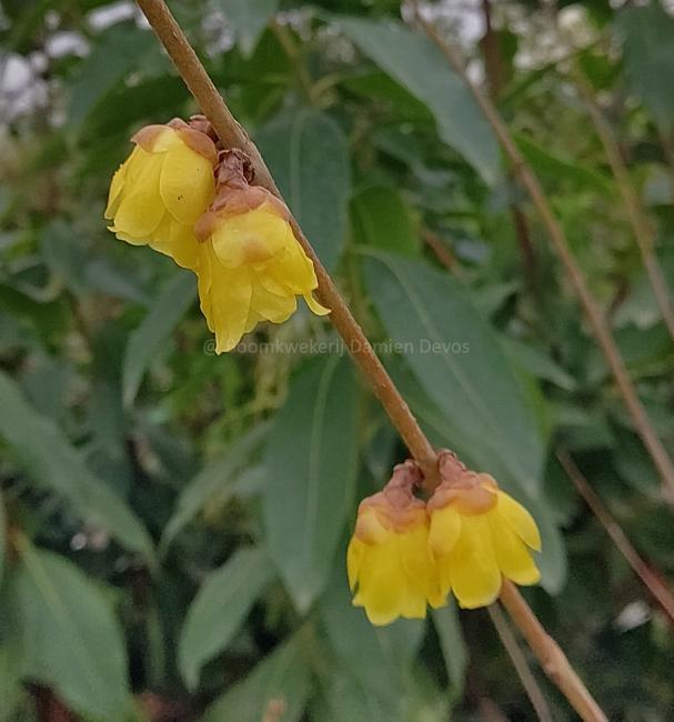 Chimonanthus praecox 'Concolor'