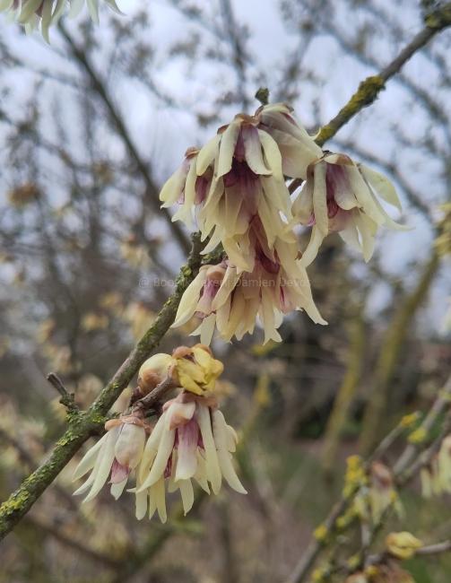 Chimonanthus praecox