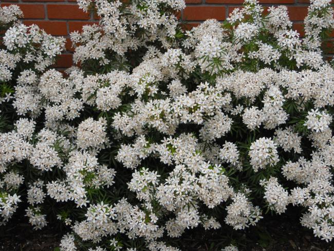 Choisya ternata 'White Dazzler' ®