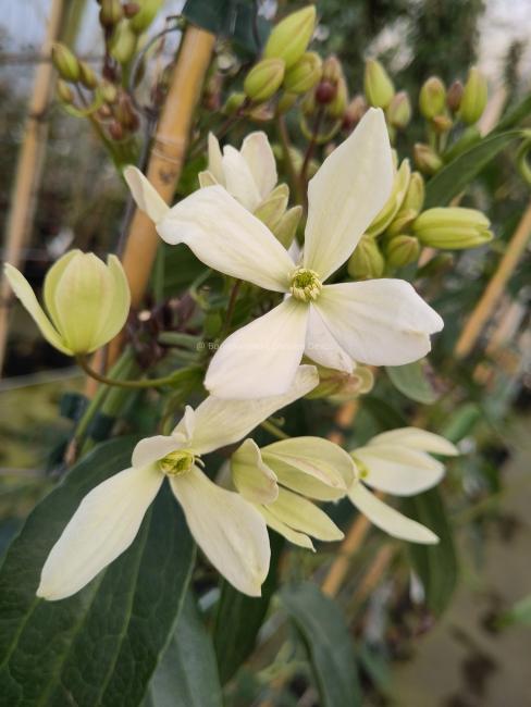 Clematis armandii