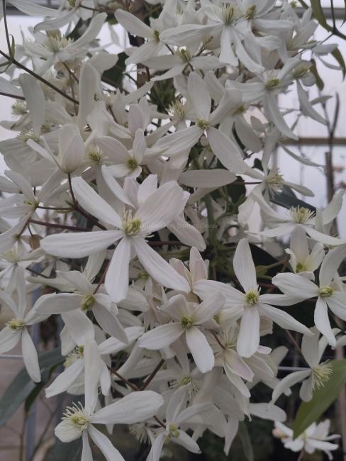 Clematis armandii