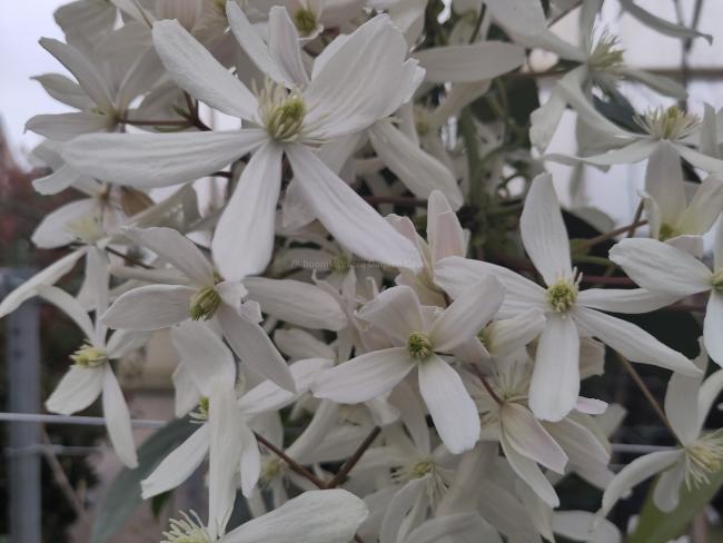 Clematis armandii