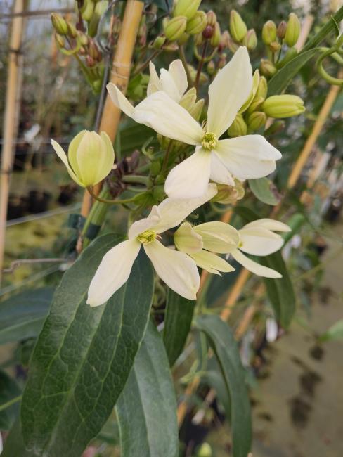 Clematis armandii