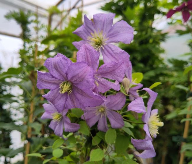 Clematis viticella 'Prince Charles'