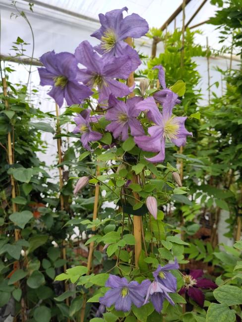 Clematis viticella 'Prince Charles'