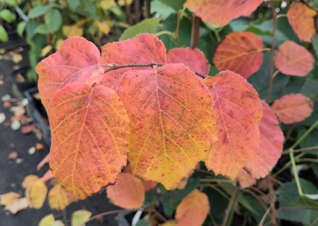 Corylus americana