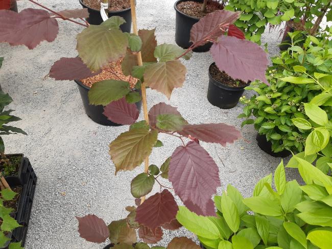 Corylus colurna 'Te-Terra Red'