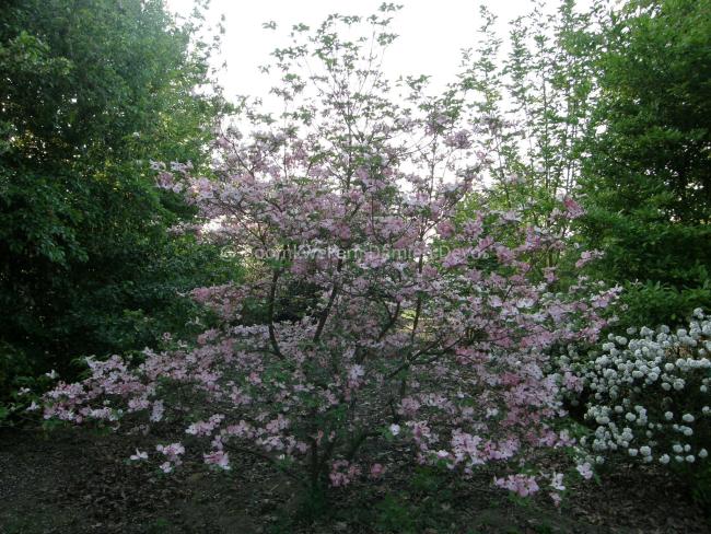 Cornus florida 'Cherokee Chief'