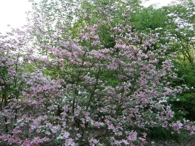 Cornus florida 'Cherokee Chief'