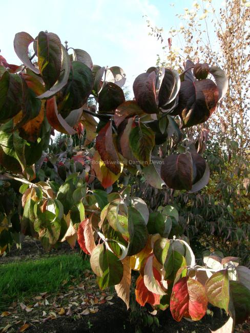 Cornus florida 'Cloud Nine'