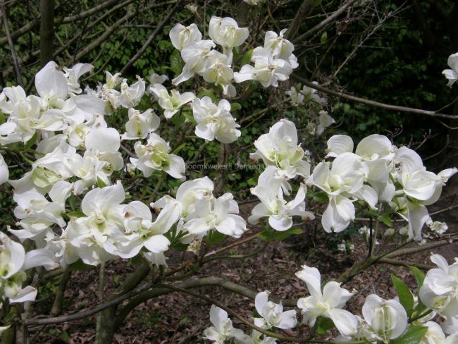 Cornus florida 'Pluribracteata'