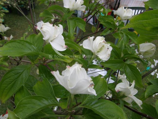 Cornus florida 'Pluribracteata'