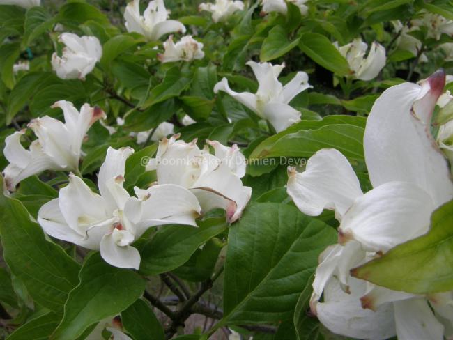 Cornus florida 'Pluribracteata'