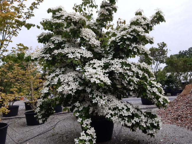 Cornus kousa var. chinensis