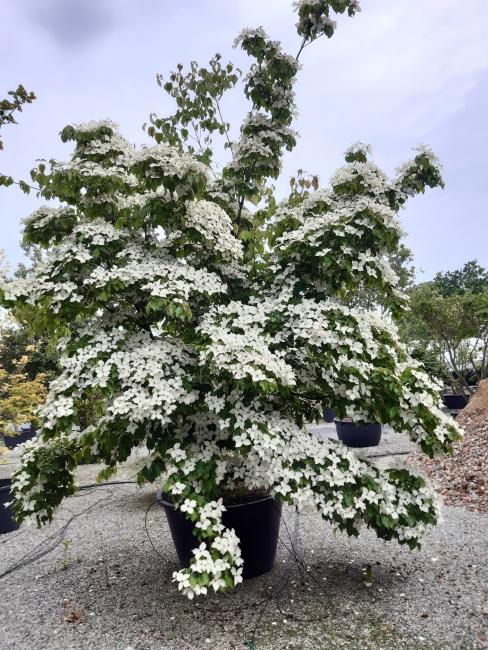 Cornus kousa var. chinensis