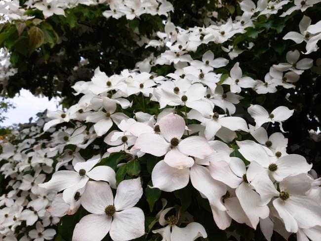 Cornus kousa var. chinensis