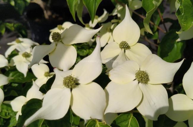 Cornus kousa 'Flower Power'