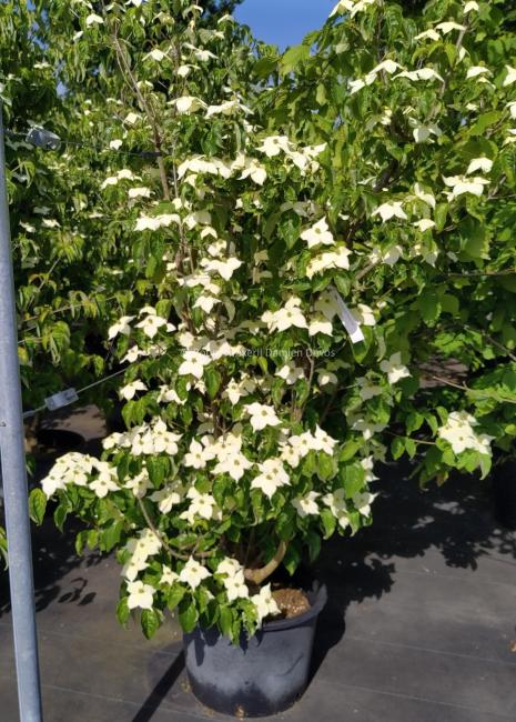 Cornus kousa 'Flower Power'