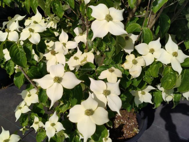 Cornus kousa 'Flower Power'