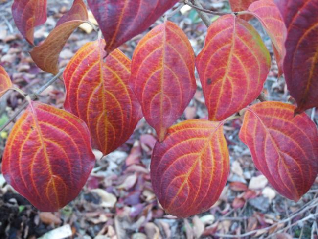 Cornus kousa 'Flower Power'