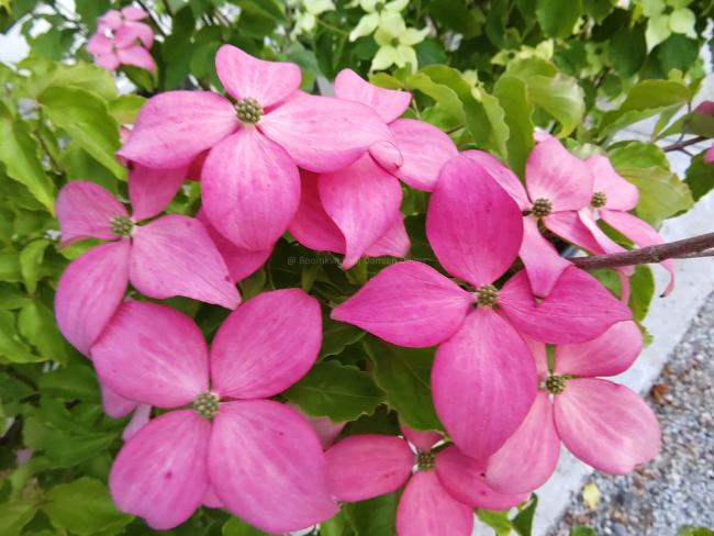 Cornus kousa 'Scarlet Fire'® (='Rutpink')