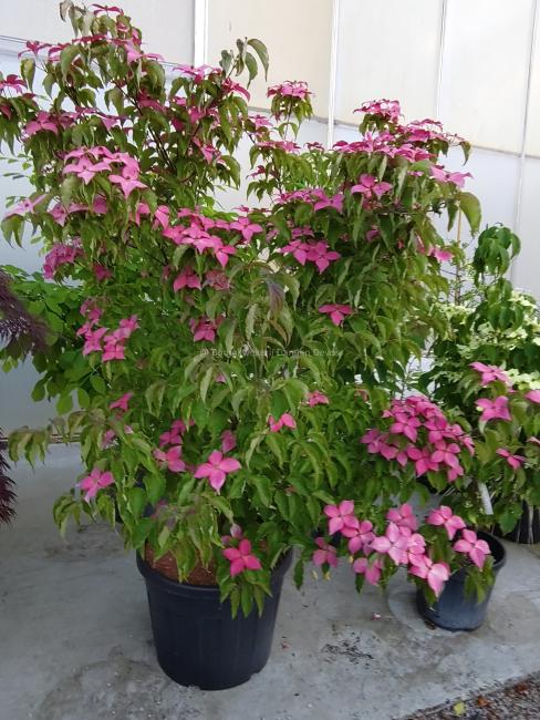 Cornus kousa 'Scarlet Fire'® (='Rutpink')